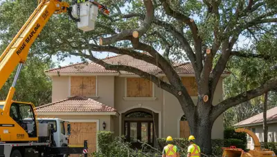 Arborists performing safe large tree removal in Boynton Beach, FL for Boca Raton tree service company