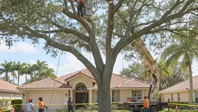 Arborists using bucket truck for large tree removal at a Boca Raton FL home tree service project