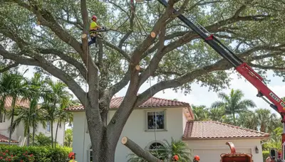 Arborists using bucket truck for large tree removal at residential property in Boca Raton, FL