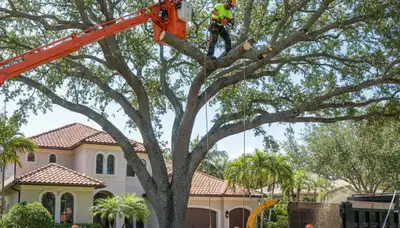 Arborists performing safe tree removal with equipment in Boca Raton FL for professional tree service