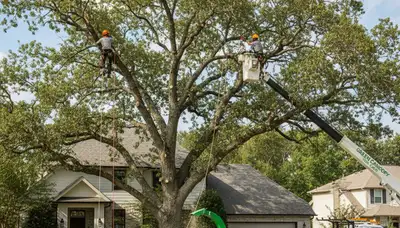 Arborists pruning palm trees in Boca Raton FL for safe, healthy coastal tree growth