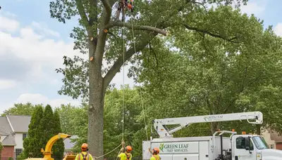 Arborists performing professional tree removal in Boca Raton, FL for storm-damaged palm and oak trees