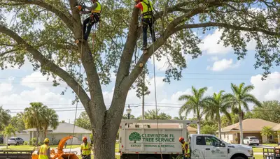 Professional tree removal service in Boca Raton FL safely cutting and hauling large oak tree