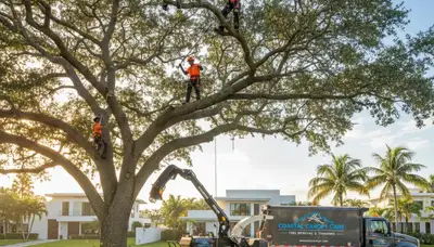 Professional tree removal service in Boca Raton FL safely cutting and hauling large oak tree