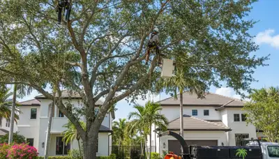Professional tree removal service in Boca Raton FL safely cutting and clearing large trees