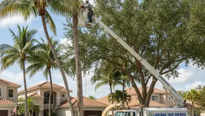 Professional tree removal service in Boca Raton FL safely cutting and hauling large oak tree