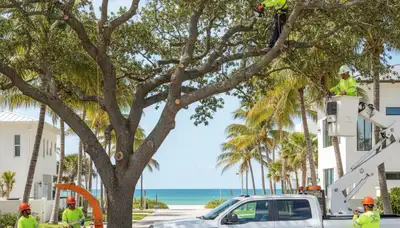 Professional tree removal service in Boca Raton FL by certified arborists