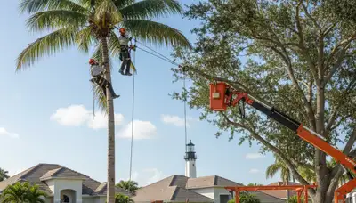 Professional tree removal service in Boca Raton FL safely clearing large oak tree