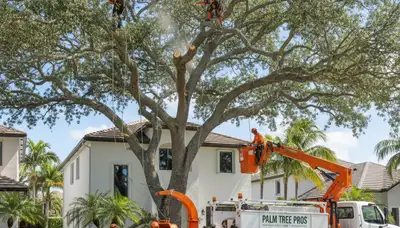 Professional tree removal service in Boca Raton FL by experienced arborists at Tree Service Boca Raton